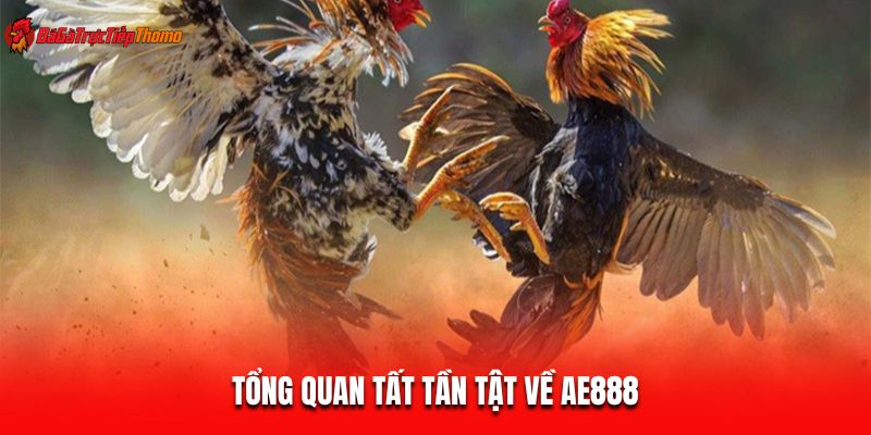 Tổng quan tất tần tật về AE888