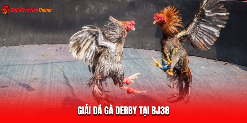 Giải đá gà derby tại BJ38