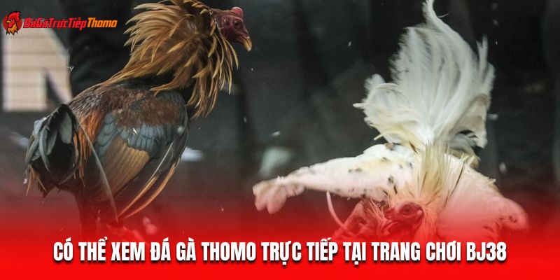 Có thể xem đá gà Thomo trực tiếp tại trang chơi BJ38