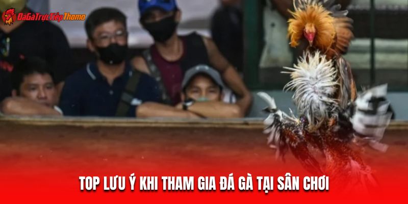 Top lưu ý khi tham gia đá gà tại sân chơi