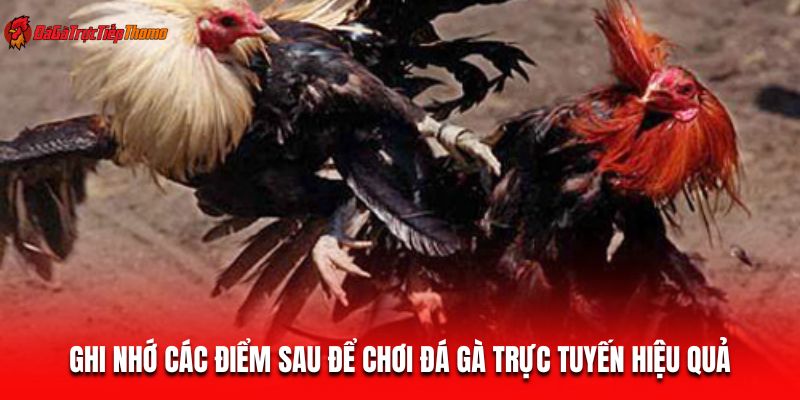 Ghi nhớ các điểm sau để chơi đá gà trực tuyến hiệu quả