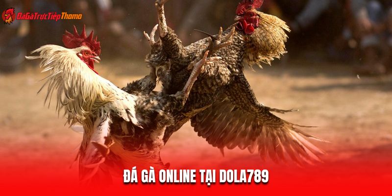 Đá gà online tại Dola789