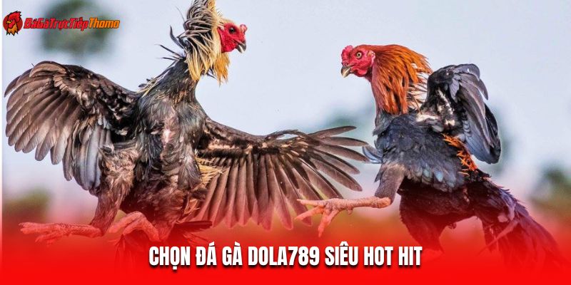 Chọn đá gà Dola789 siêu hot hit