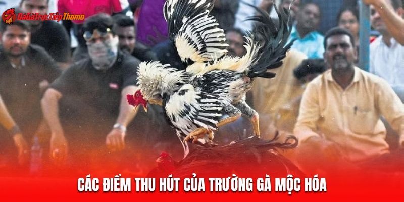Các điểm thu hút của trường gà Mộc Hóa