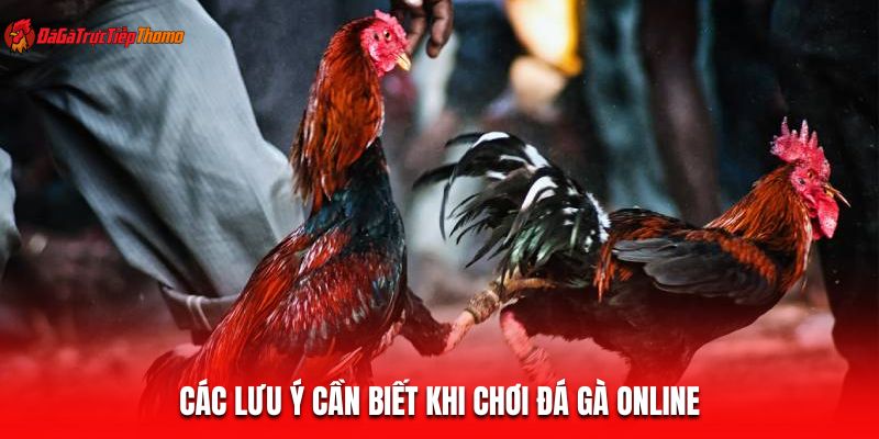 Các lưu ý cần biết khi chơi đá gà online