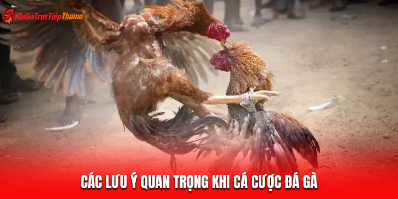 Các lưu ý quan trọng khi cá cược đá gà