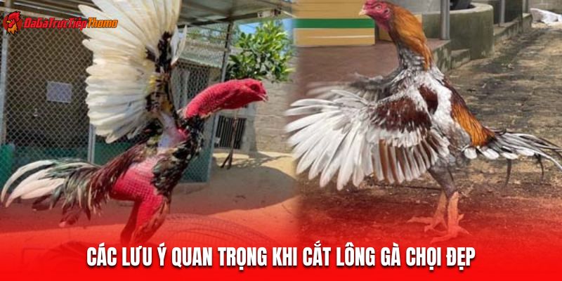 Các lưu ý quan trọng khi cắt lông gà chọi đẹp