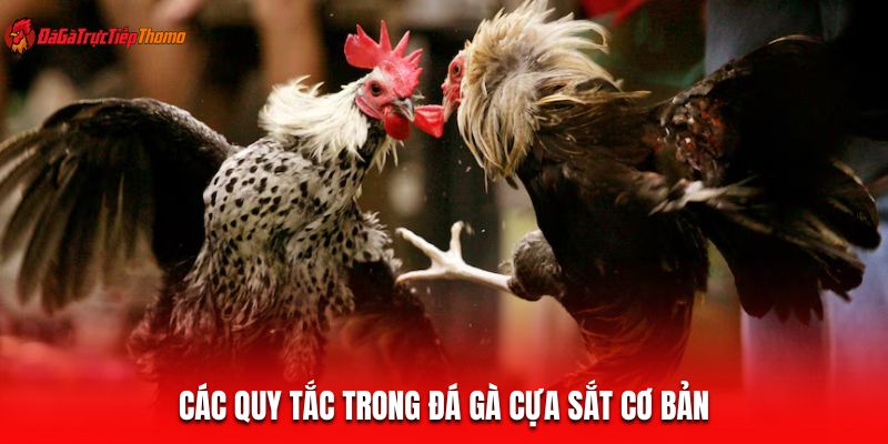 Các quy tắc trong đá gà cựa sắt cơ bản
