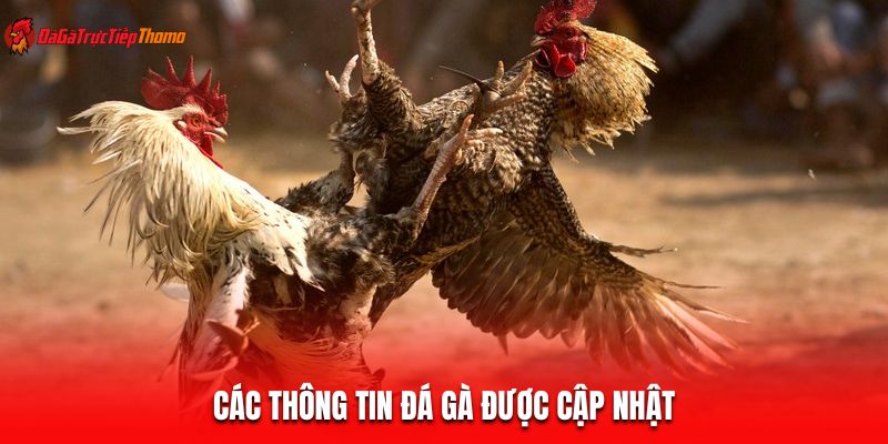 Các thông tin đá gà được cập nhật