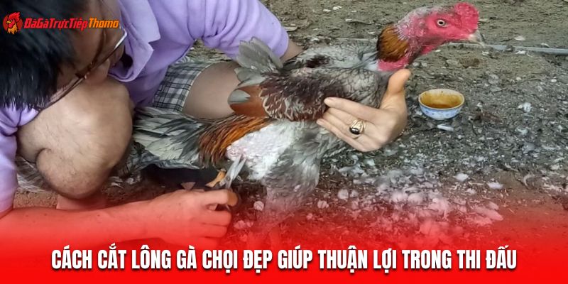 cắt lông gà chọi