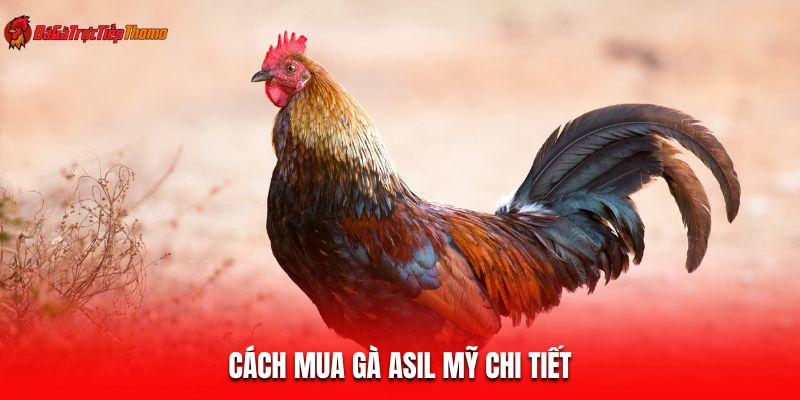 Cách mua gà Asil Mỹ chi tiết