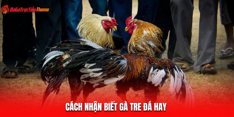 Cách nhận biết gà tre đá hay 