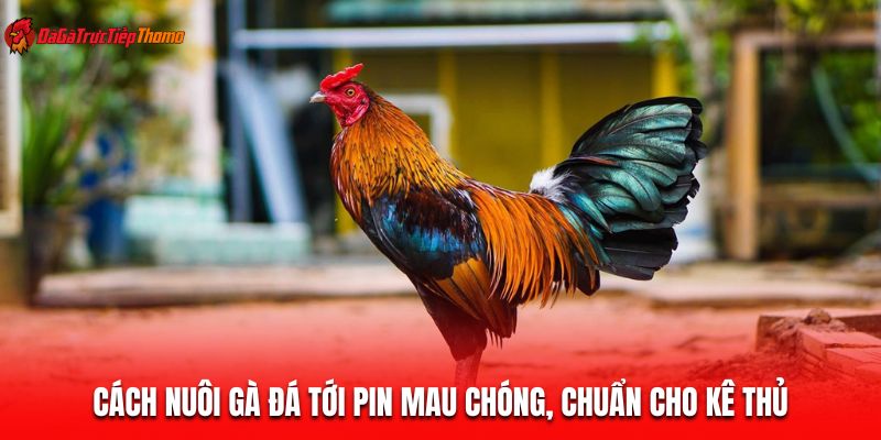 cách nuôi gà đá tới pin