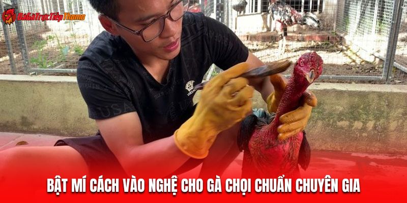 Bật mí cách vào nghệ cho gà chọi chuẩn chuyên gia