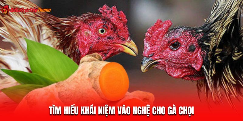 Tìm hiểu khái niệm vào nghệ cho gà chọi