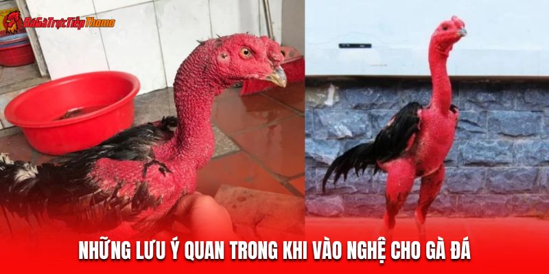 Những lưu ý quan trong khi vào nghệ cho gà đá