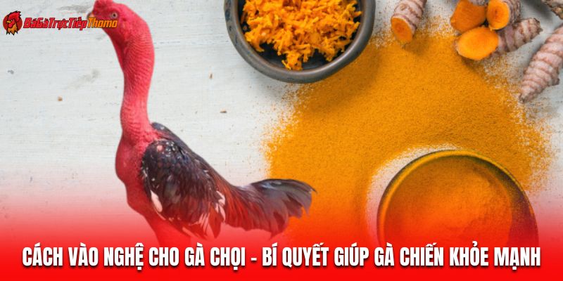 cách vào nghệ cho gà chọi