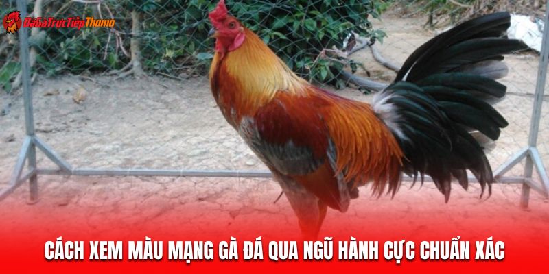 Cách xem mệnh gà đá ngũ hành