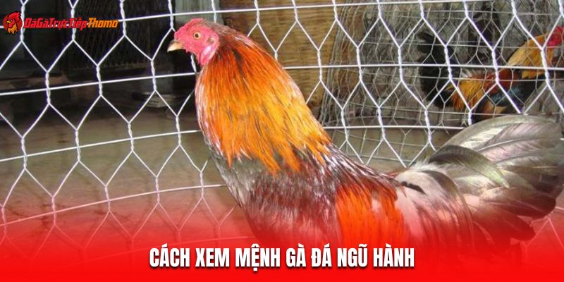 Màu Mạng Gà Đá