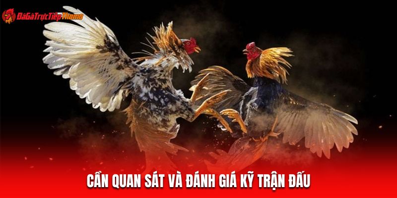 Cần quan sát và đánh giá kỹ trận đấu