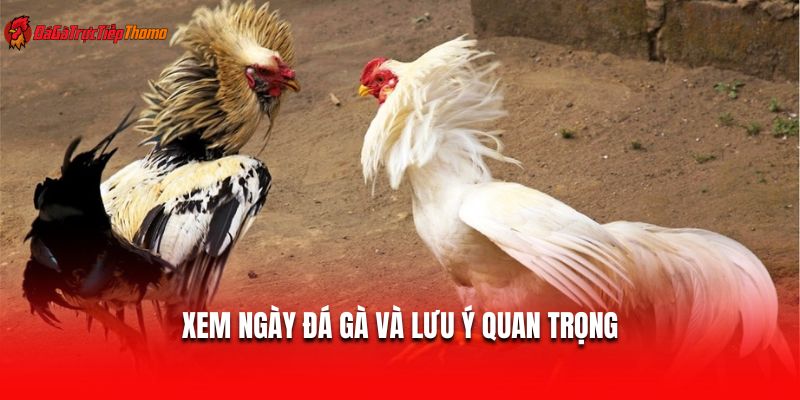 Xem ngày đá gà và lưu ý quan trọng