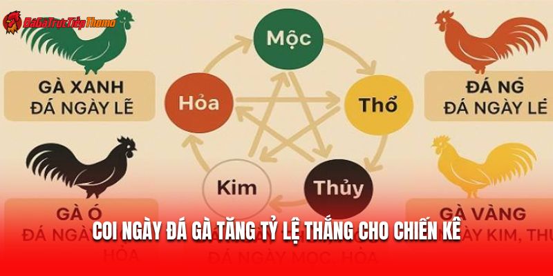 Coi ngày đá gà tăng tỷ lệ thắng cho chiến kê