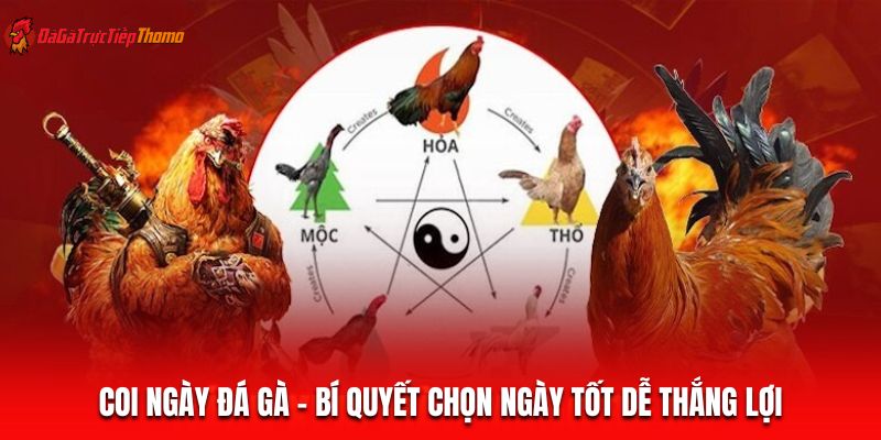 Coi Ngày Đá Gà