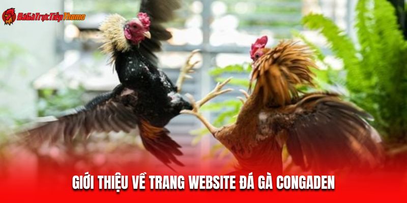 Giới thiệu về trang website đá gà ConGaDen