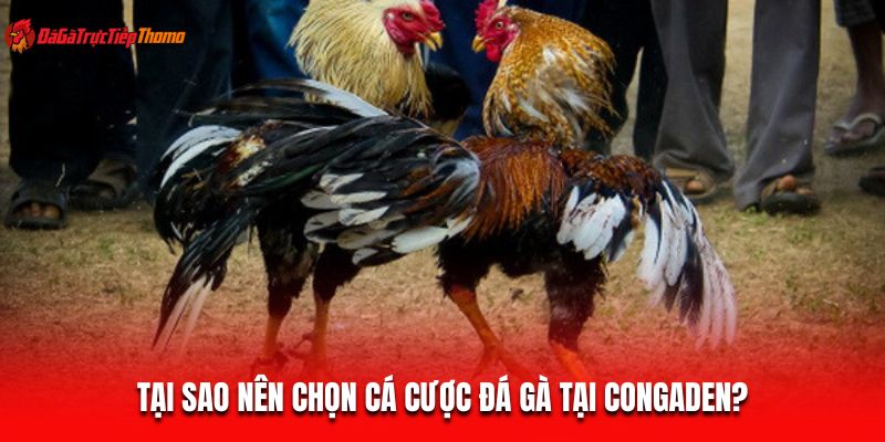 Tại sao nên chọn cá cược đá gà tại ConGaDen?