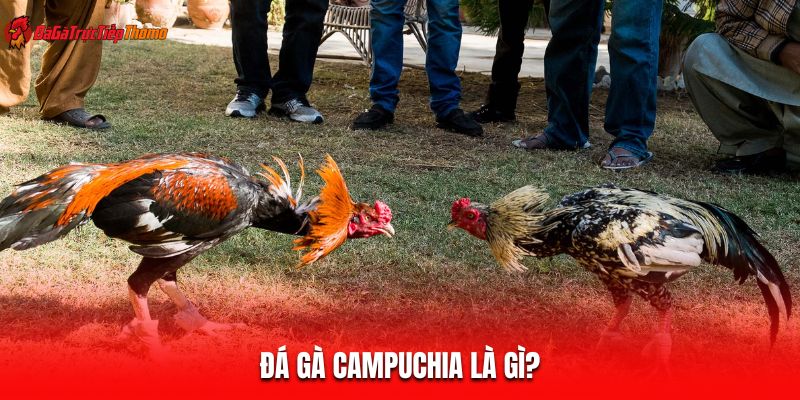 Đá gà Campuchia là gì?
