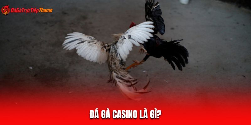 Đá gà Casino là gì?