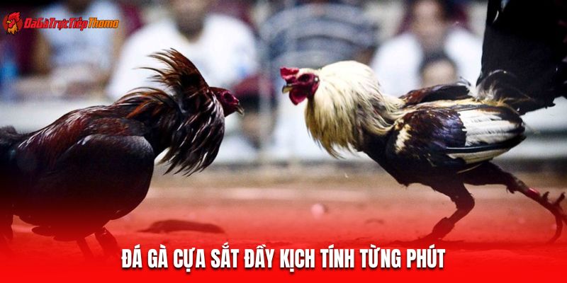 Đá gà cựa sắt đầy kịch tính từng phút