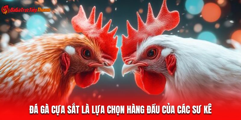 Đá gà cựa sắt là lựa chọn hàng đầu của các sư kê