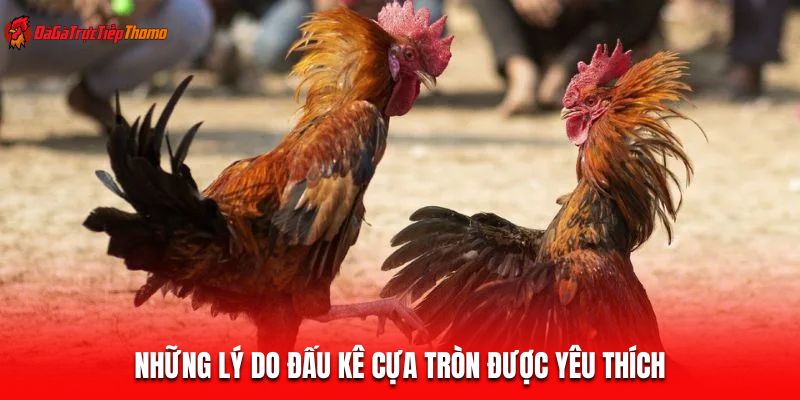 Những lý do đấu kê cựa tròn được yêu thích