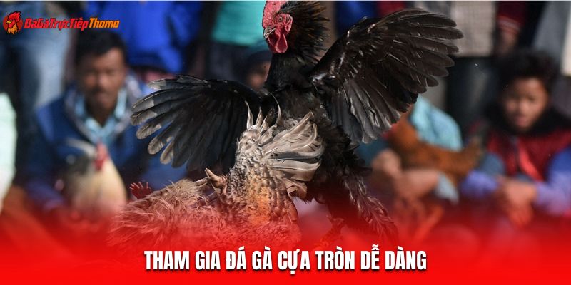 Tham gia đá gà cựa tròn dễ dàng