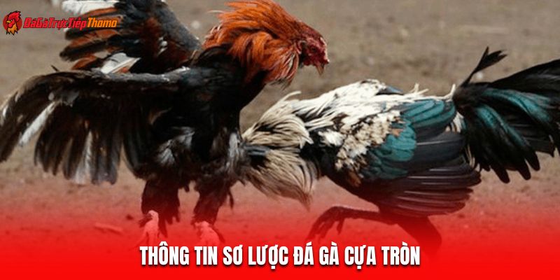 Thông tin sơ lược đá gà cựa tròn