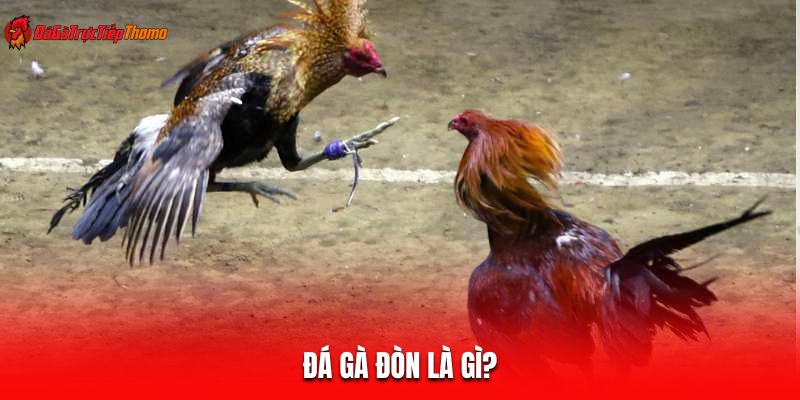 Đá gà đòn là gì?