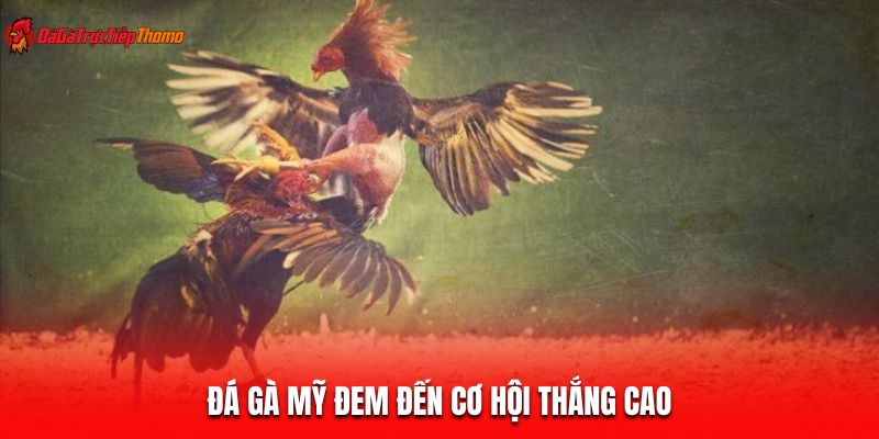 Đá gà Mỹ đem đến cơ hội thắng cao