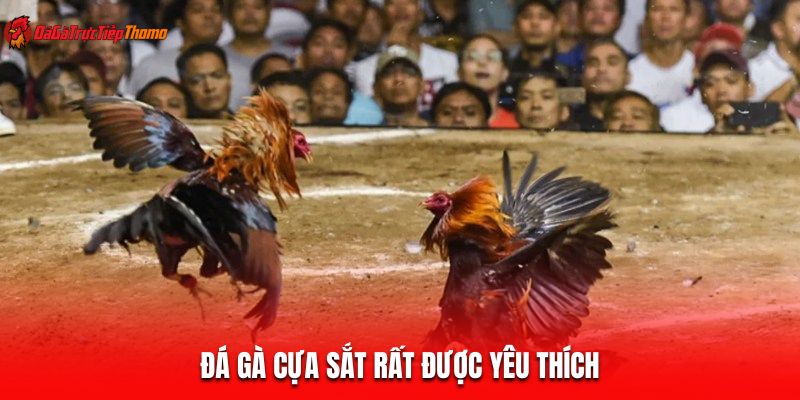 Đá gà cựa sắt rất được yêu thích