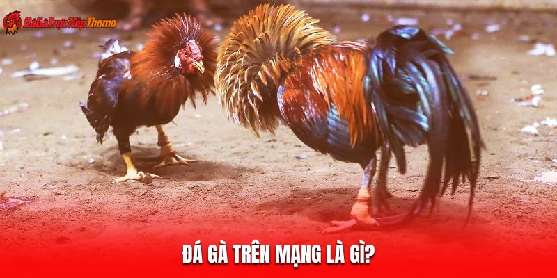 Đá gà trên mạng là gì?