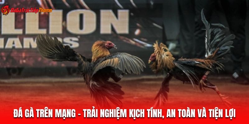 đá gà trên mạng