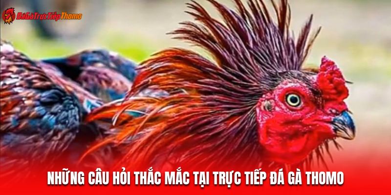 Những câu hỏi thắc mắc tại trực tiếp đá gà Thomo