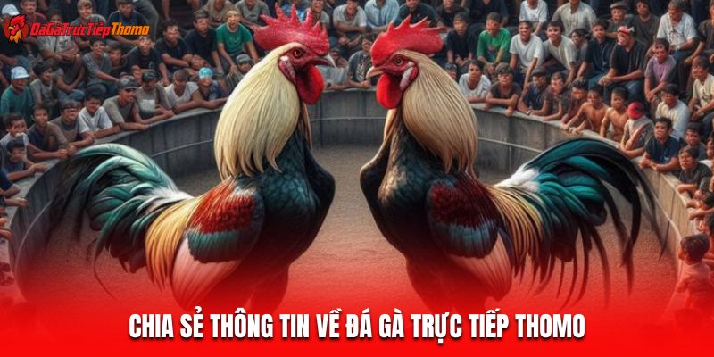 Chia sẻ thông tin về đá gà trực tiếp Thomo