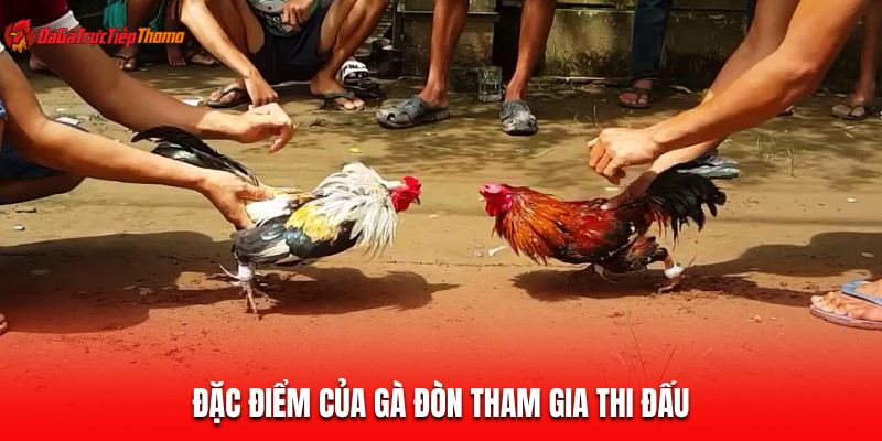 Đặc điểm của gà đòn tham gia thi đấu