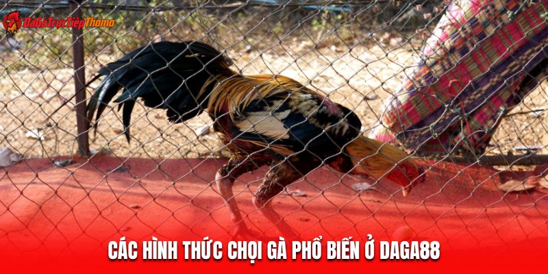Các hình thức chọi gà phổ biến