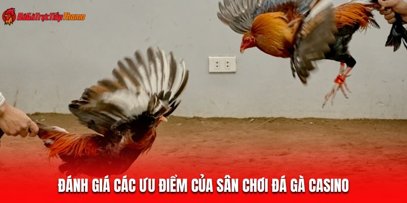 Đánh giá các ưu điểm của sân chơi đá gà Casino