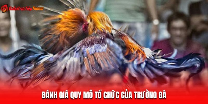 Đánh giá quy mô tổ chức của trường gà