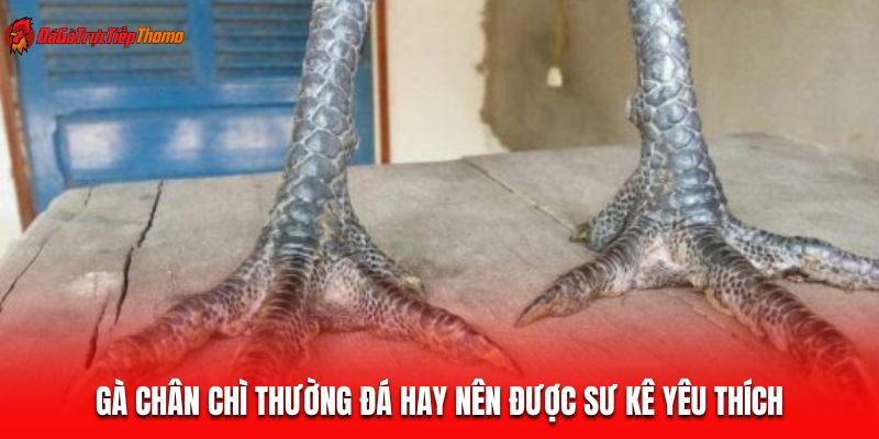 Gà chân chì thường đá hay nên được sư kê yêu thích