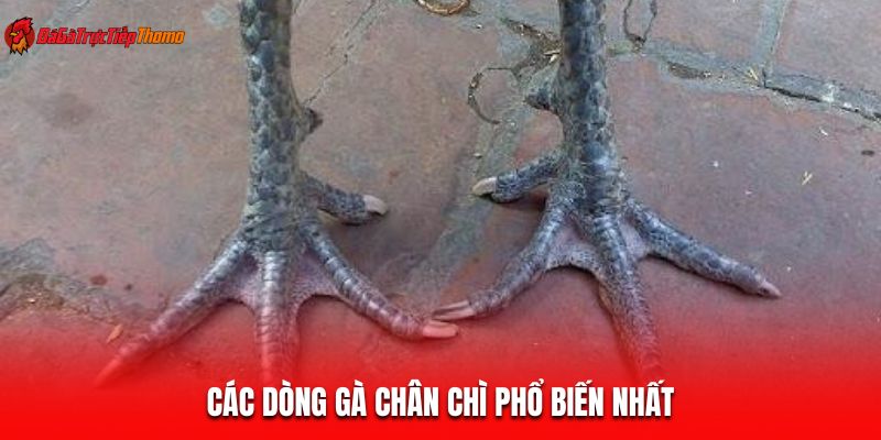 Các dòng gà chân chì phổ biến nhất