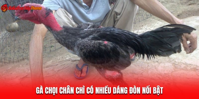 Gà chọi chân chì có nhiều dáng đòn nổi bật